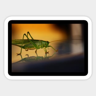 grasshopper, macro Sticker